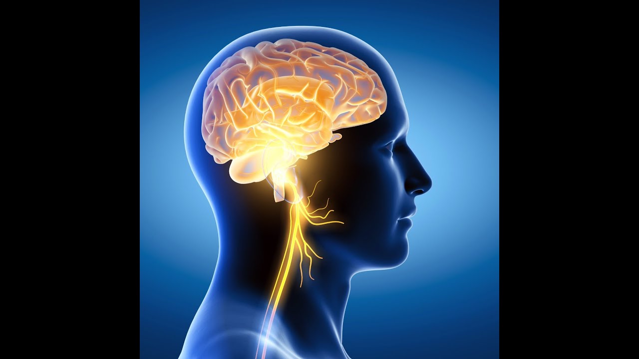 TTP 148: The Vagus Nerve: Buzzword or Biology? (with Til Luchau & Whitney Lowe)