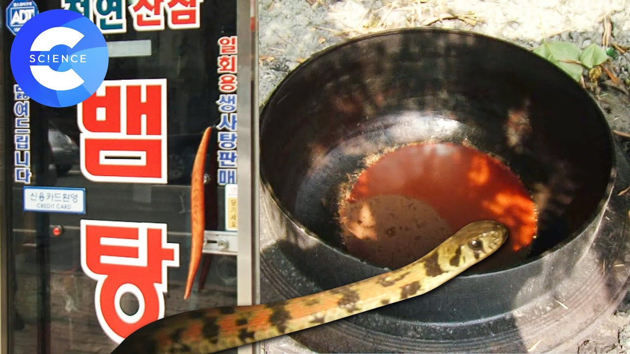 뱀술이 천만 원? 🐍 밀렵한 뱀을 가공해 판매하는 불법 건강원 단속 현장 | 🌎 하나뿐인 지구