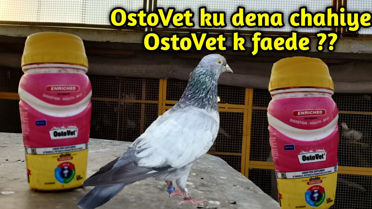 OstoVet se kya faede hote hai kabutar ka || OstoVet jode valo ko ku diya jata hai|| Huzaifa Siddiqui