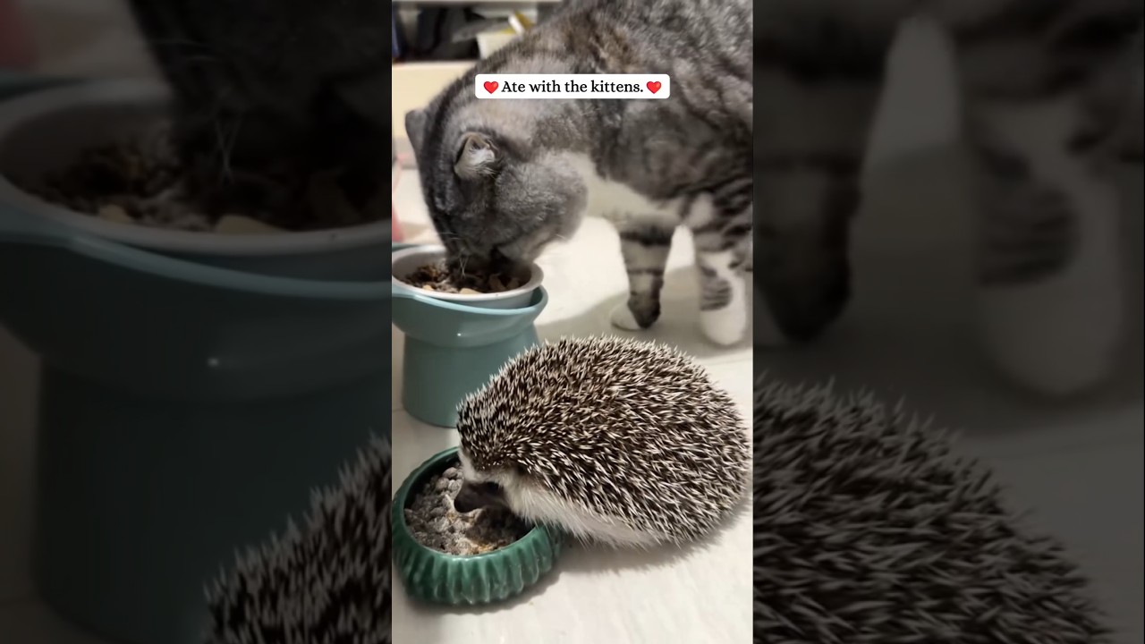 This girl rescued a hedgehog that had fallen into the river, and then...