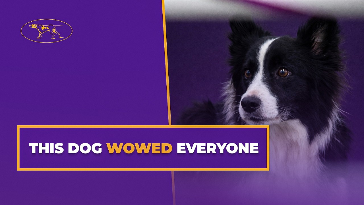 Watch Shelby Cobra the Border Collie Take the 20” Agility Class | Westminster Kennel Club