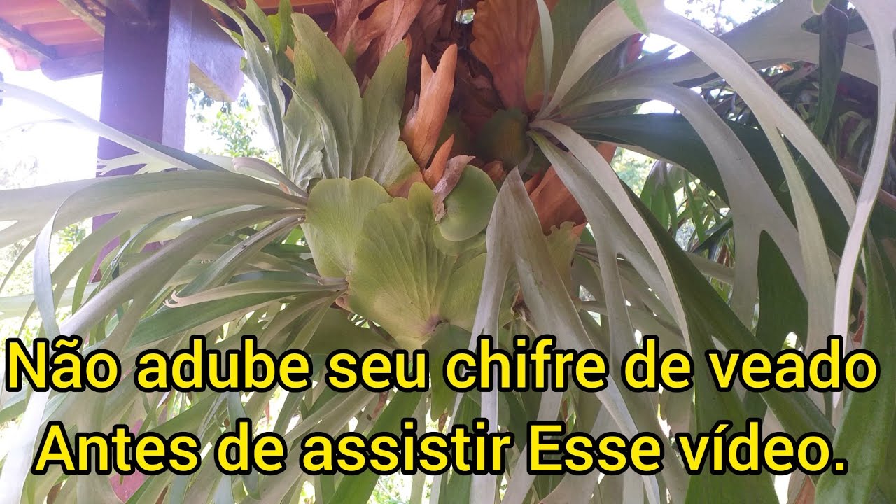 Chifre de veado Como adubar.
