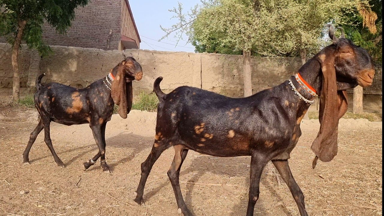 Bakra Goat Roast | Bakra Mandi 2021