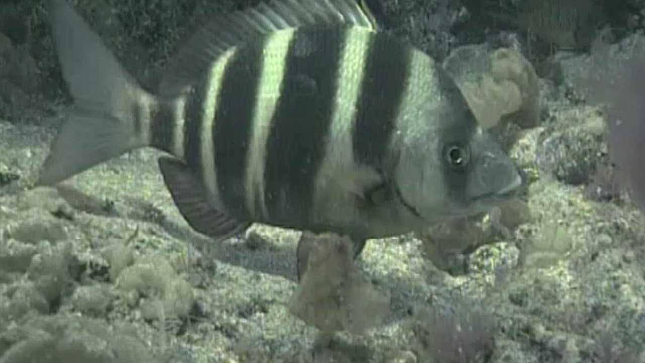 Canarias Bajo el Mar (8/8): Archipiélago Chinijo