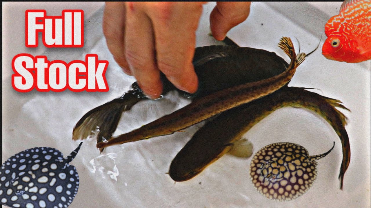 FULL stock LIST all types of AQUARIUM FISH 1 WEEK OF DISCOUNTED PRICES