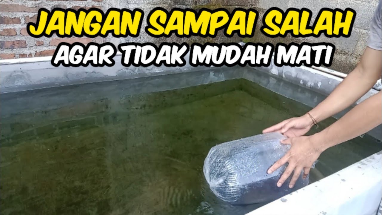 CARA TEBAR BIBIT GURAME AGAR TIDAK MUDAH MATI || BUDIDAYA IKAN GURAME