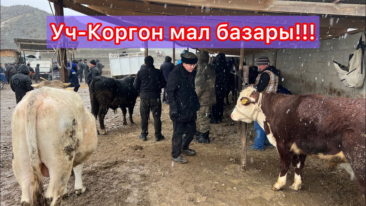 Уч-Коргон мал базары 6-Февраль бука базар , Саан малдар