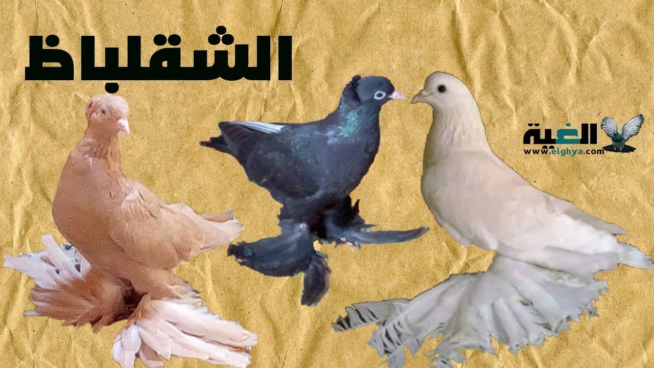 مواصفات الحمام الشقلباظ القياسية من #الغية#العمدة