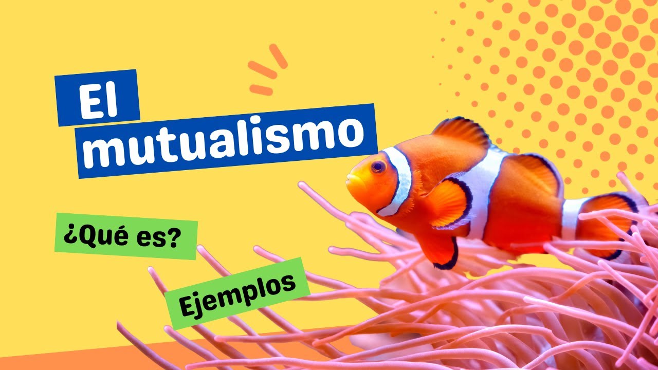 &iquest;Qu&eacute; es el mutualismo?