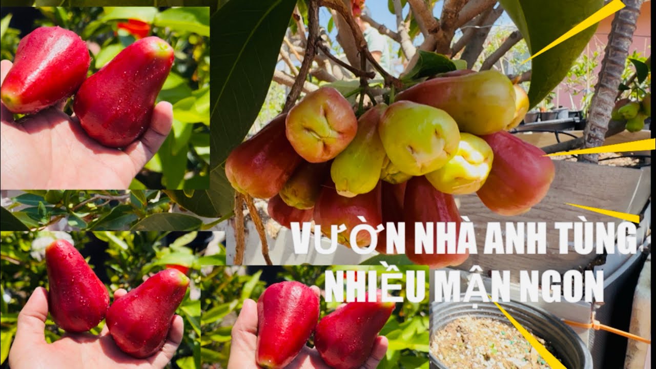 Visiting Tung and Getting to Taste the Amazing Red Rocket Plums tt1173