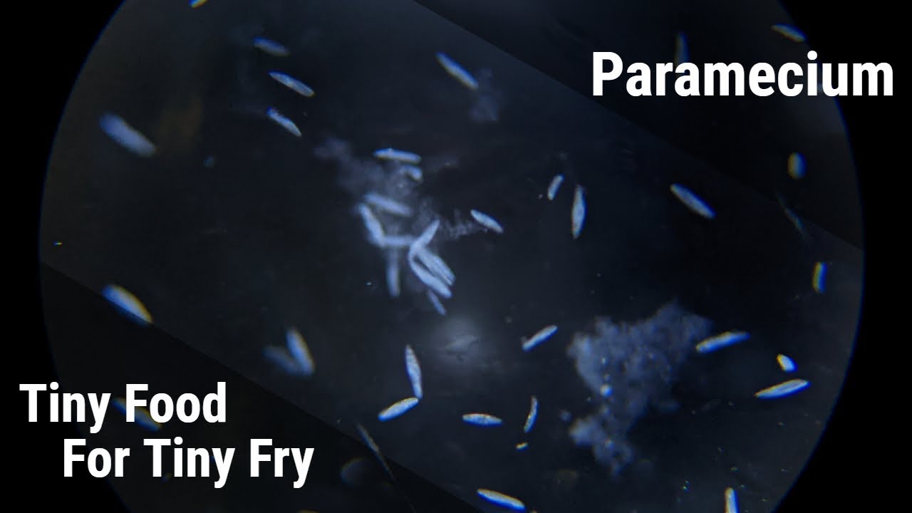How To Culture Paramecium For Fish Fry (Reliable Infusoria)