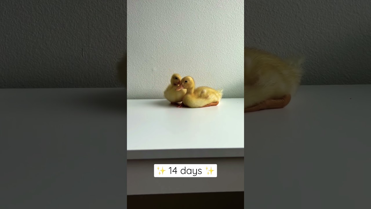 How fast do baby ducks grow? #shorts #growingup #raisingducks