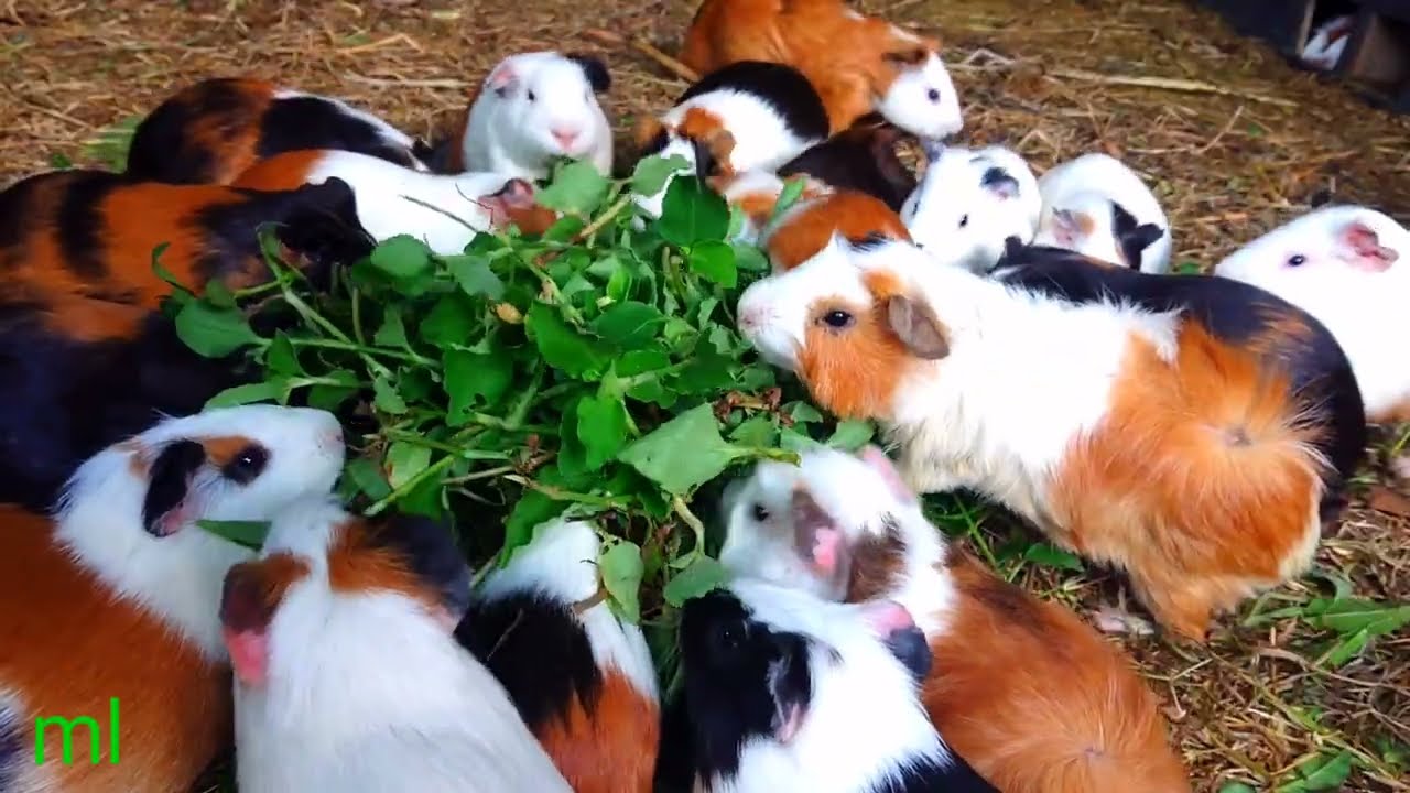 asmr|wuah..! marmut lucu mukbang rumput ijo liar asek 