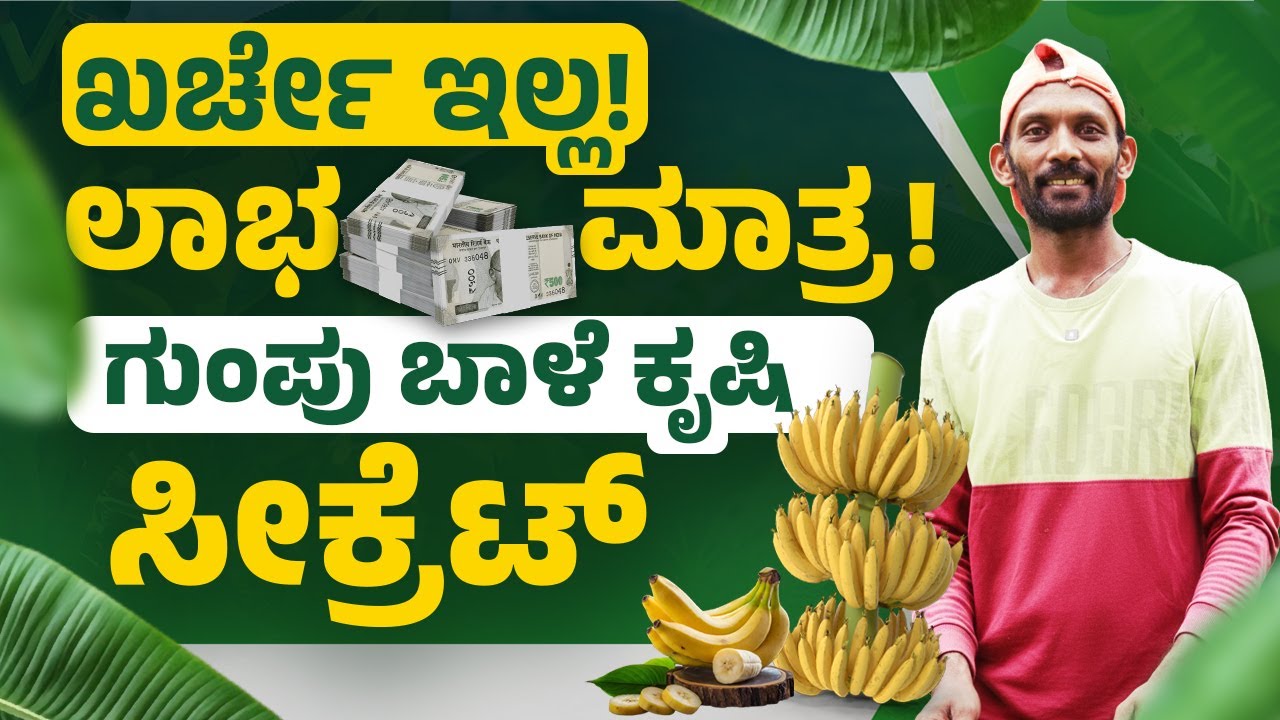 Group Banana Farming | ಖರ್ಚಿಲ್ಲದೆ ಲಾಭ ಪಡೆಯುವ ಗುಂಪು ಬಾಳೆ ಕೃಷಿ | Kannada Farmer