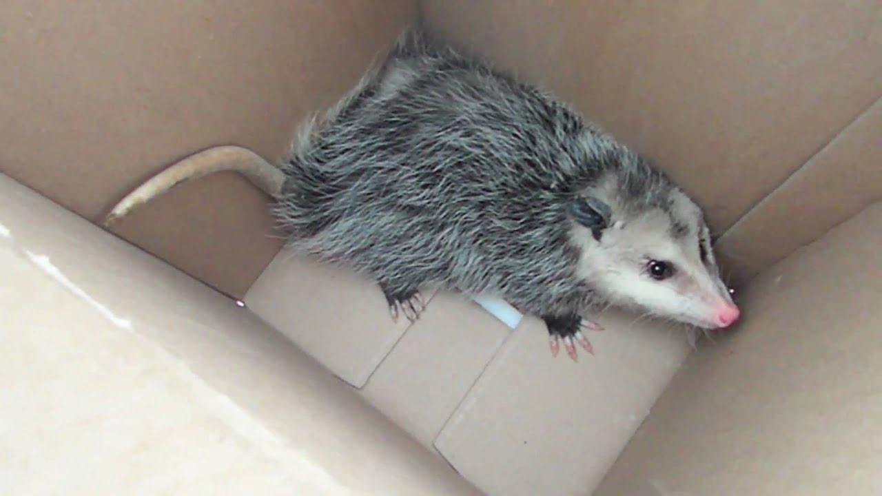 how to catch a CUTE POSSUM! (with NO trap)