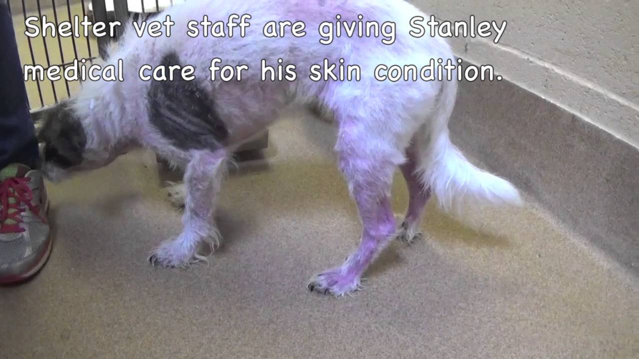 Little Sweet Stanley Looking For A Transfer Partner Medical!