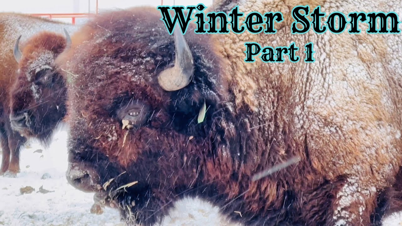 Winter Storm On The Bison Range [Part 1]