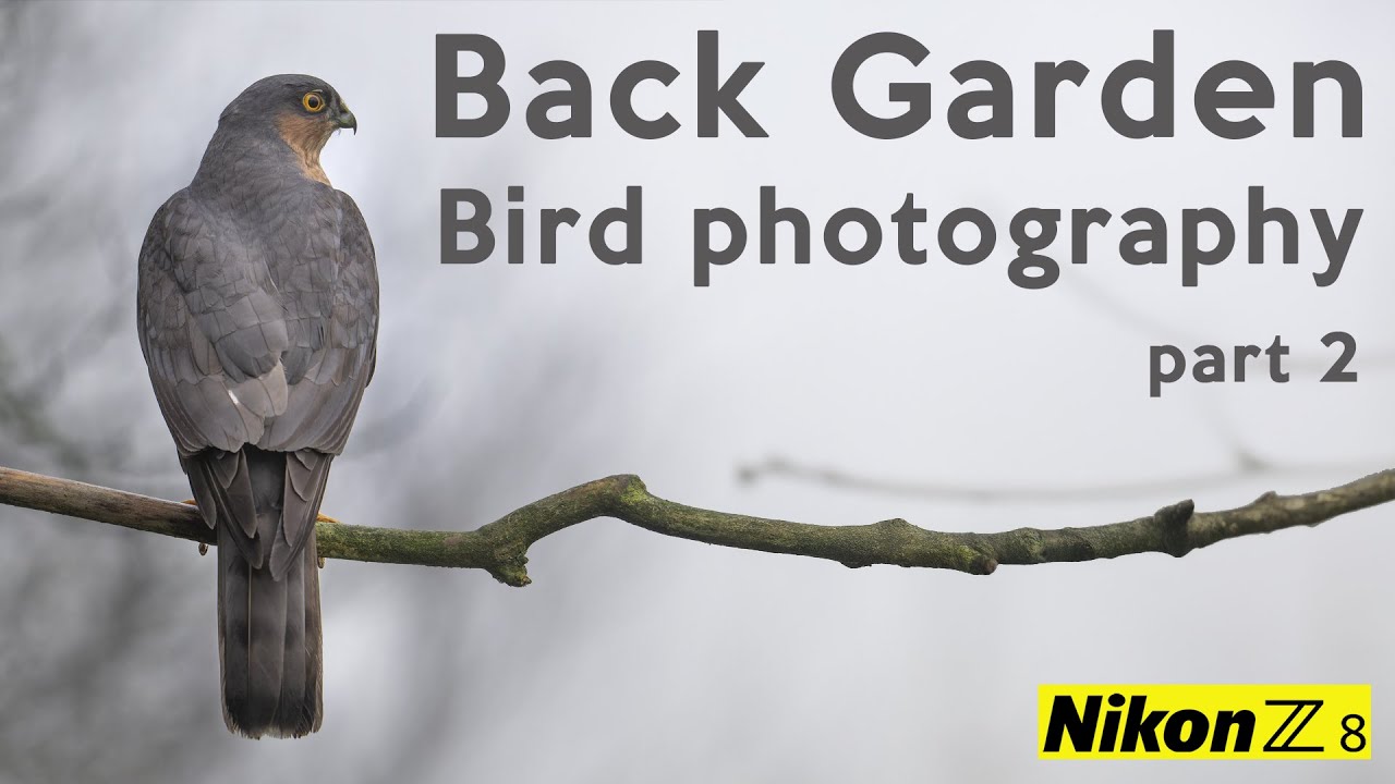 Setting up perches to take natural looking bird photography - part 2