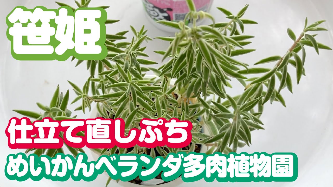 笹姫を蒸れる前に仕立て直そう｜めいかんベランダ多肉植物園仕立て直しぷち