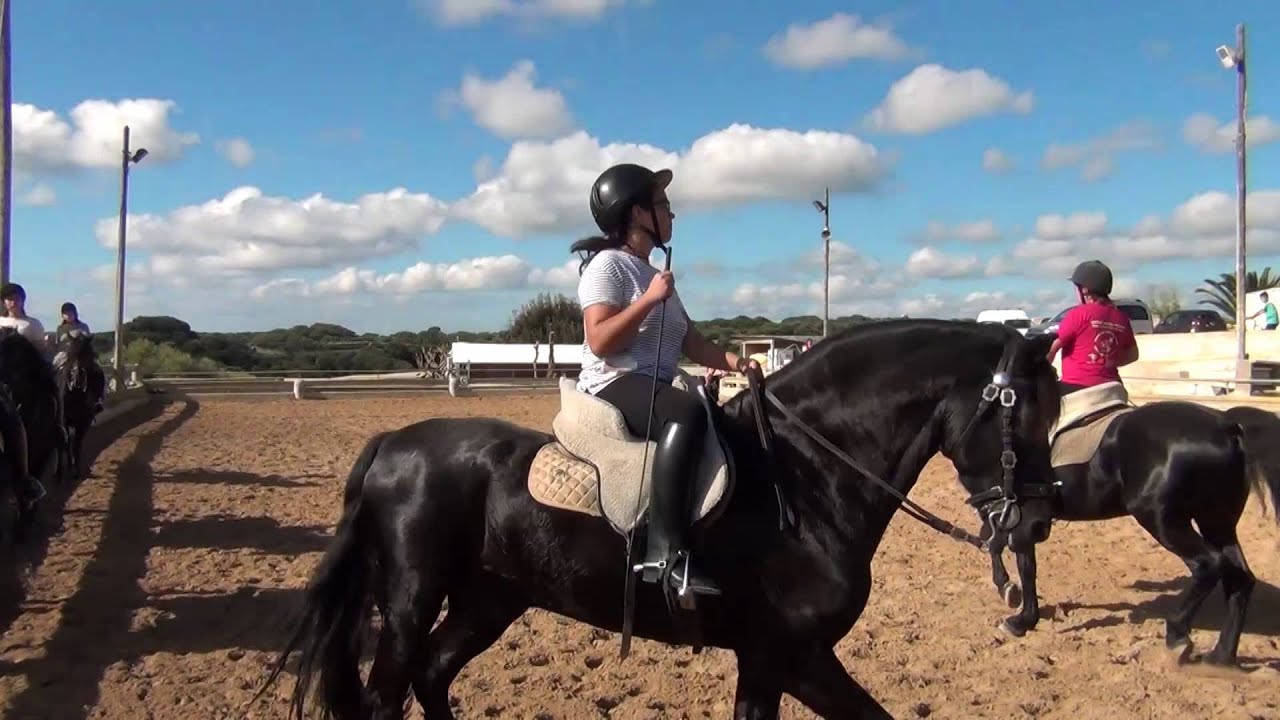 Caballo PRMe - Club Hípic Sa Creueta