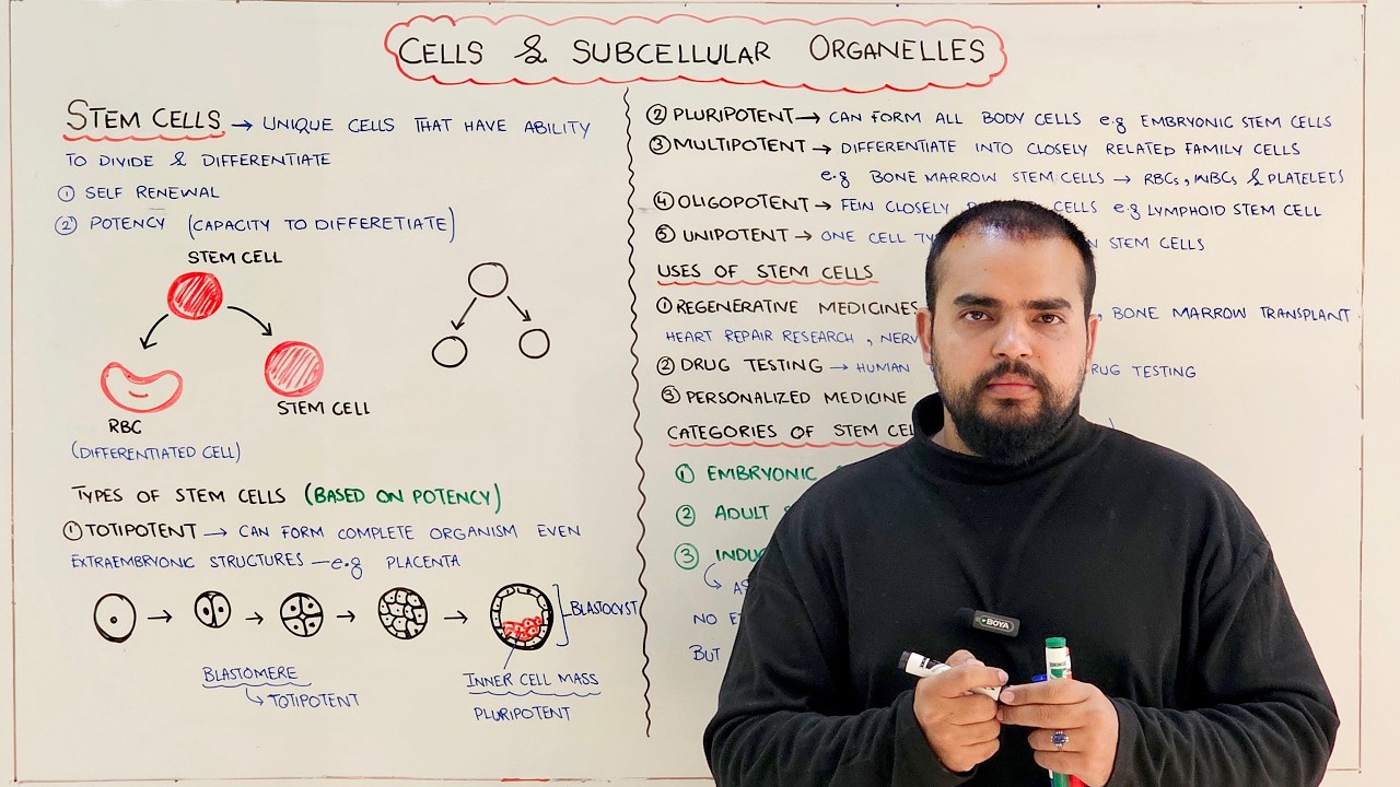 Stem Cells: Types, Uses and Categories of Stem Cells