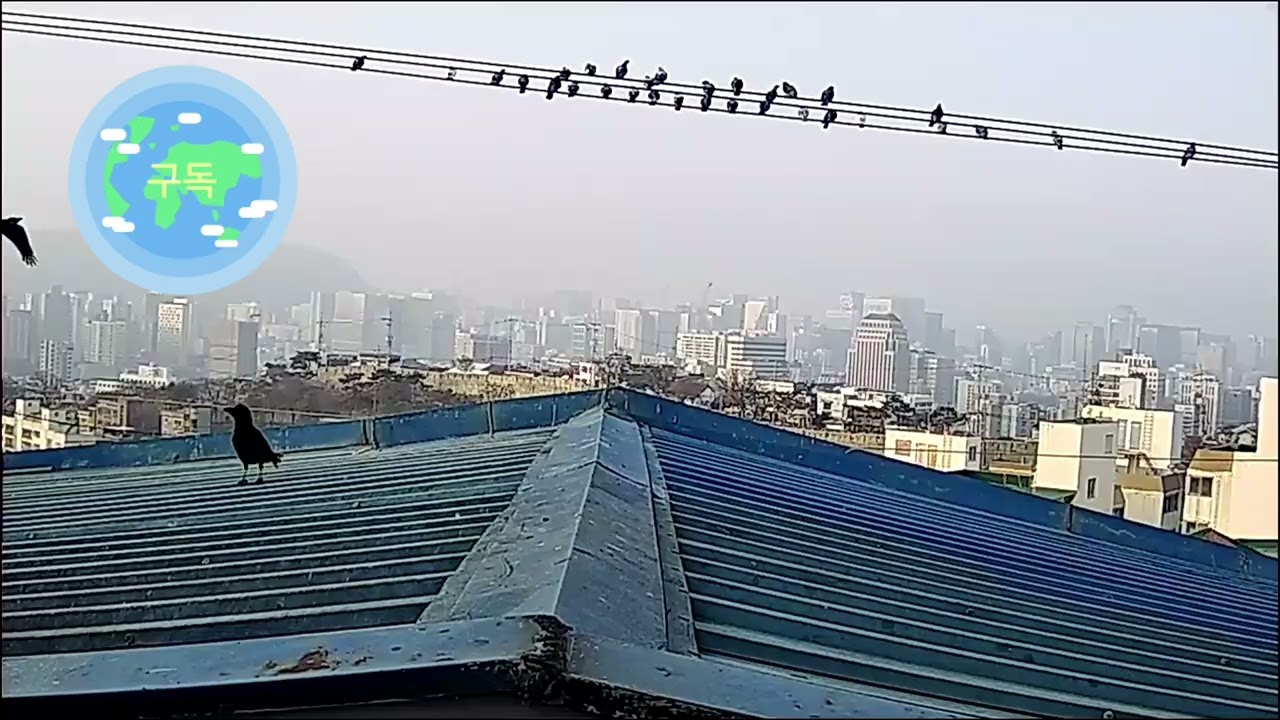 귀여운까순이#우리까순이가 잘먹던 음식으로 밥줘요#영양적#야채과일#멸치#견과류#라면#빵등등