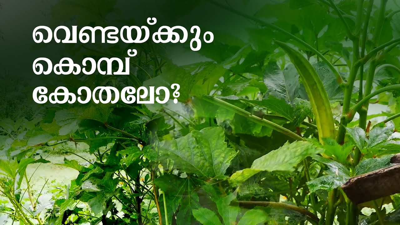 പ്രൂൺ ചെയ്ത് മൂന്ന്‌ വര്‍ഷം വരെ വെണ്ടച്ചെടി നിലനിര്‍ത്താം | Pruning | Ladies finger | Bhindi