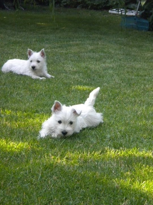 West Highland White Terrier