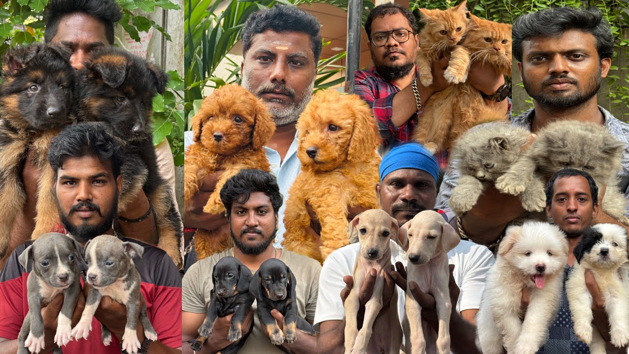 Cute Dogs collection in Chennai Broadway Sunday Pets Market