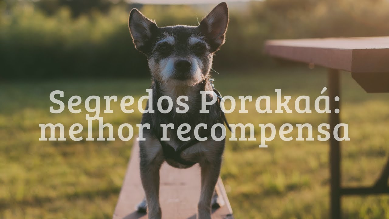 Sem isso o Adestramento NÃO funciona | Problema de focar no PETISCO | Erro comum ao recompensar cão
