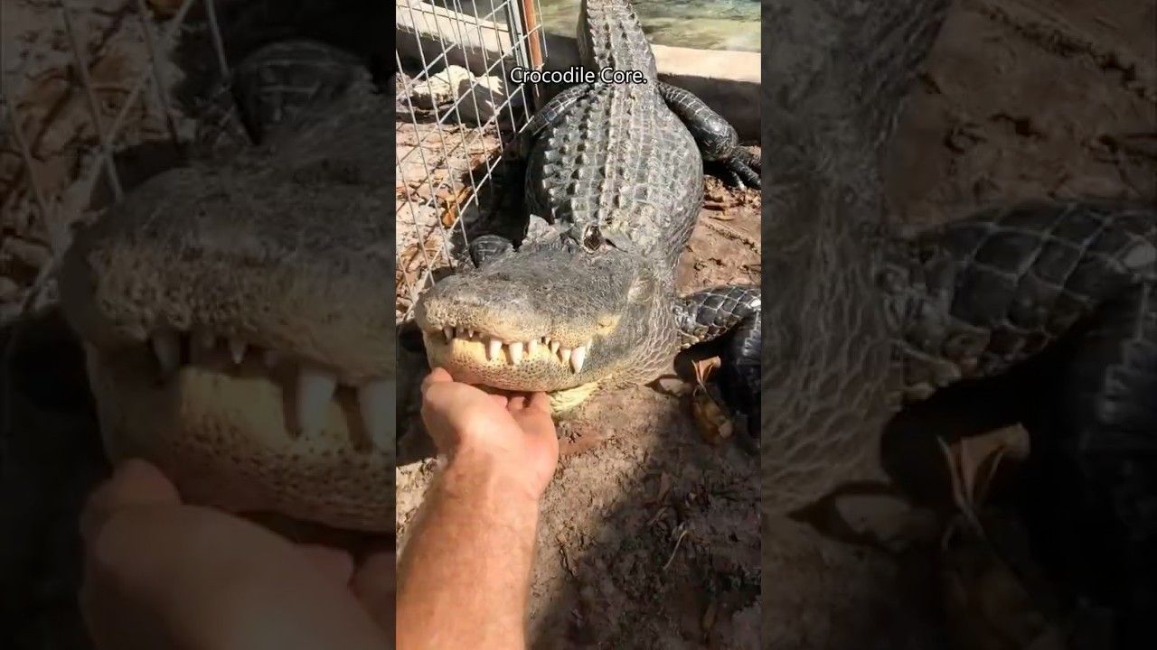 Crocodile Core.🐊 #crocodile #alligators #wildlife #wildanimals #zooanimals #petlover #animallover