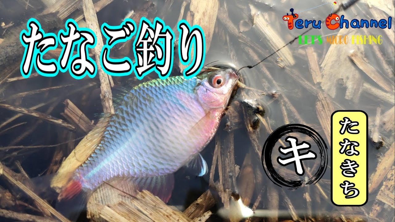 【小物釣り】埼玉県 タナゴ釣り【4K】