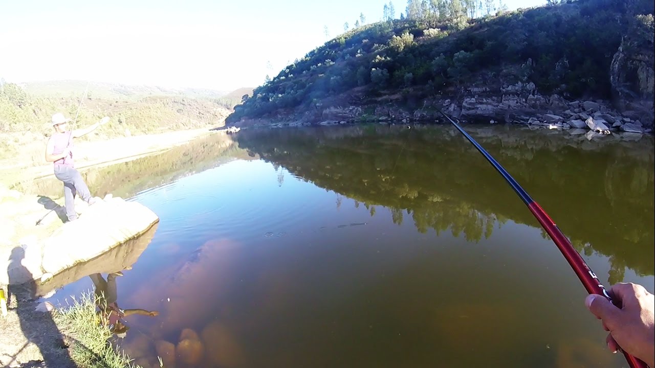 Uma tarde de pesca aos abletes (alburno)