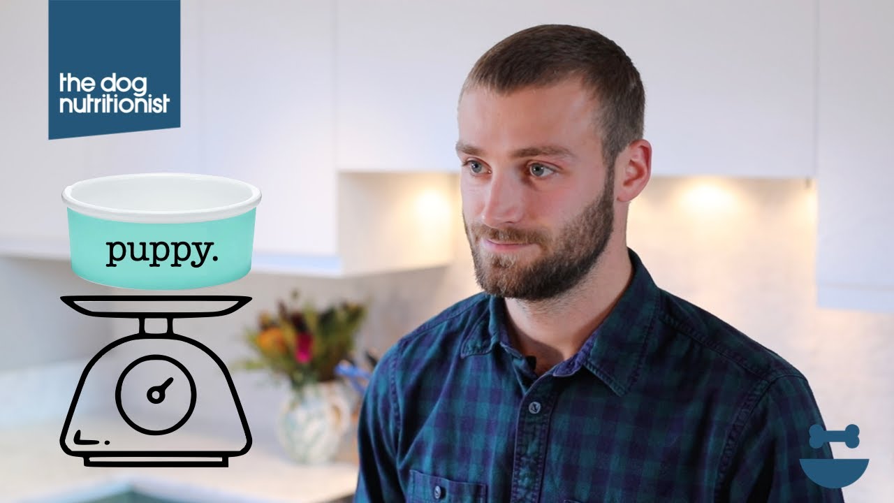 How much food should I feed my puppy? | Dog Nutrition Lessons | Ep 8b.