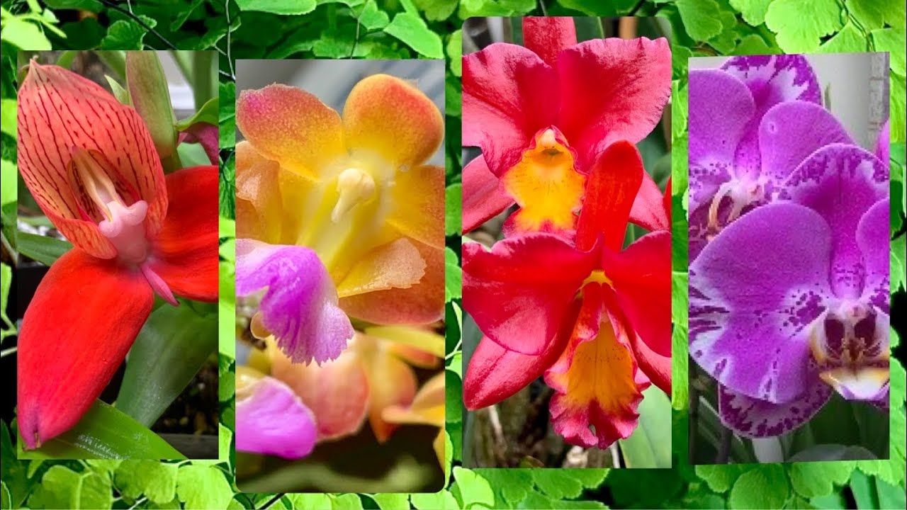 Oh hey. (Orchid collection update)