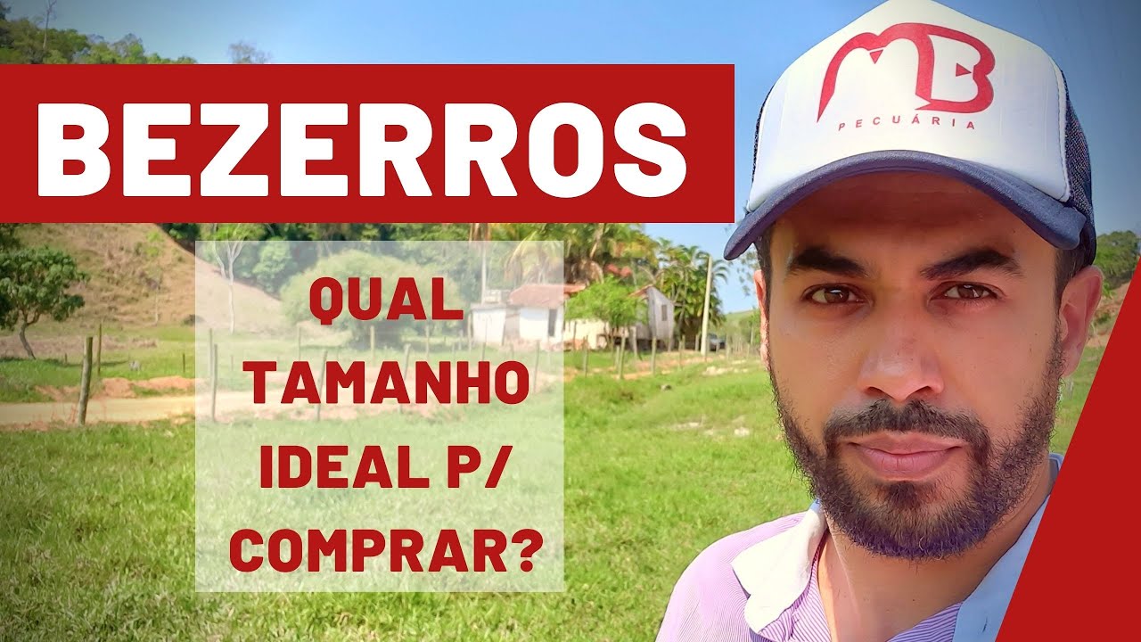 BEZERROS. QUAL TAMANHO IDEAL PARA COMPRAR PARA FAZER RECRIA OU ENGORDA