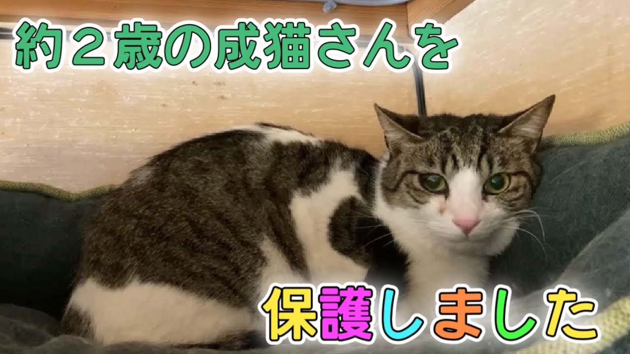 約2歳の成猫さんを保護しました【We rescued a cat】