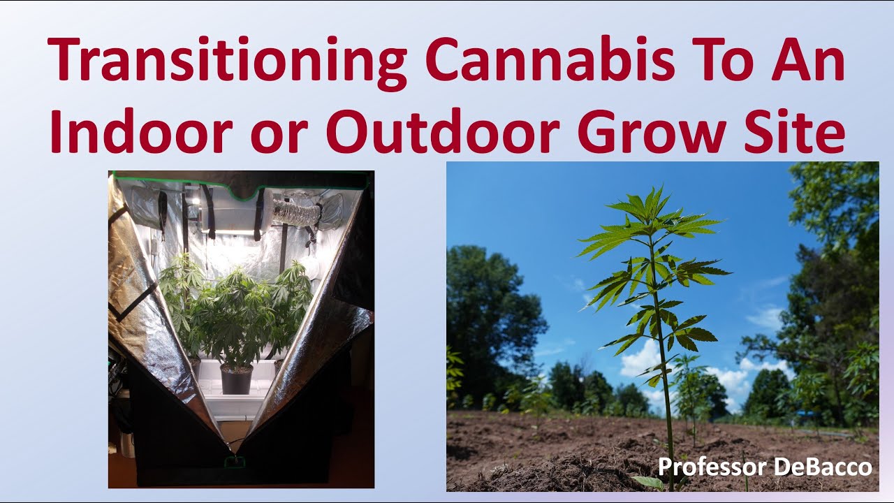 Transitioning Cannabis To An Indoor or Outdoor Grow Site