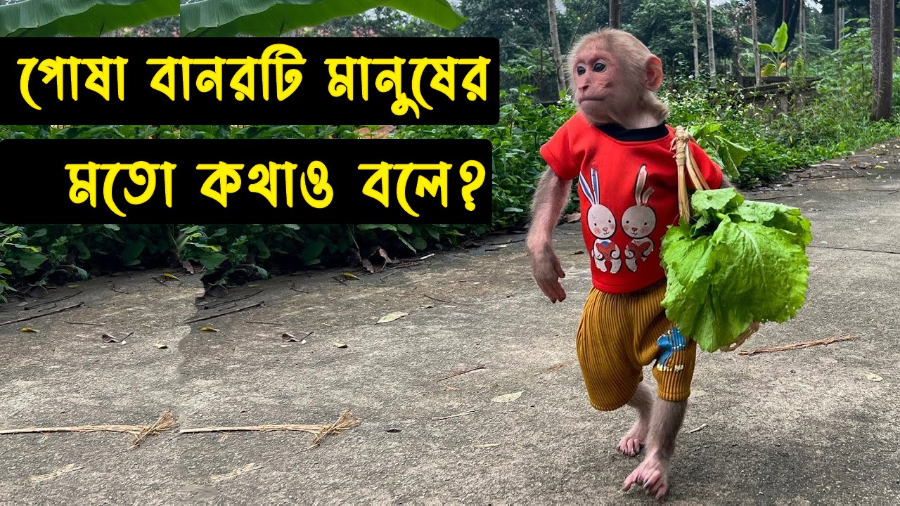 ওদের বন্ধুত্ব দেখলে কাঁদতে বাধ্য হবেন আপনিও। চোখের পানি ধরে রাখতে পারবেন না। মায়াজাল