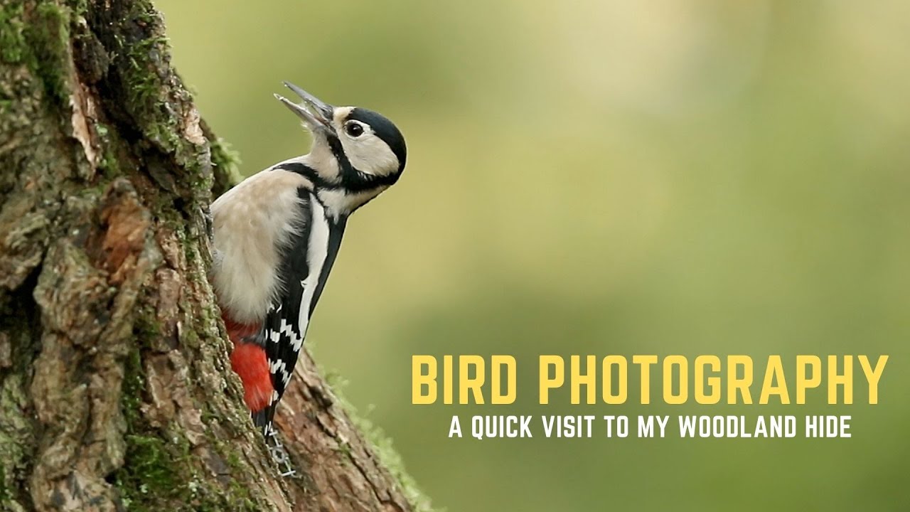 BIRD PHOTOGRAPHY | A quick visit to my woodland hide - episode 1