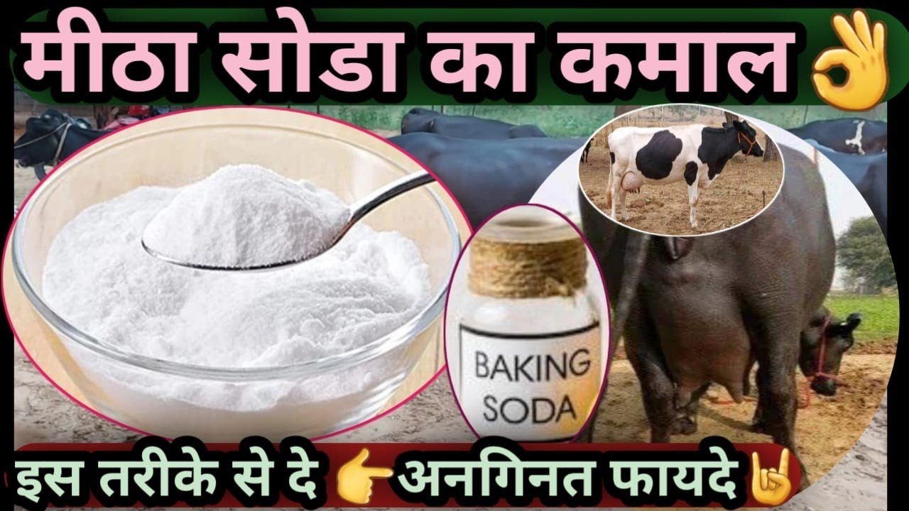 मीठा सोडा का कमाल👌मीठा सोडा के अनगिनत फायदे🤘Amazing Benifits Of Baking Soda Cow Buffalo 