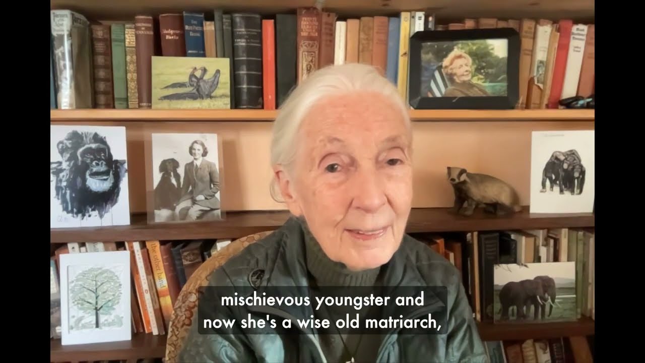 Dr. Jane Goodall's message for World Chimpanzee Day 2024