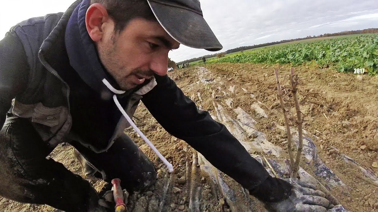 Planter 400 mètres de haies
