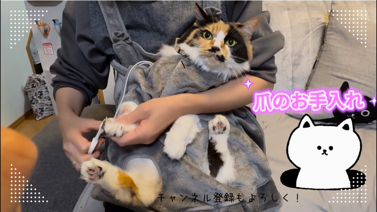 ｢ご機嫌ナナメでも可愛い♡りかちゃんお手入れDAY✂️｣#猫動画 #爪切り #猫のいる暮らし #多頭飼い #猫かわいい 