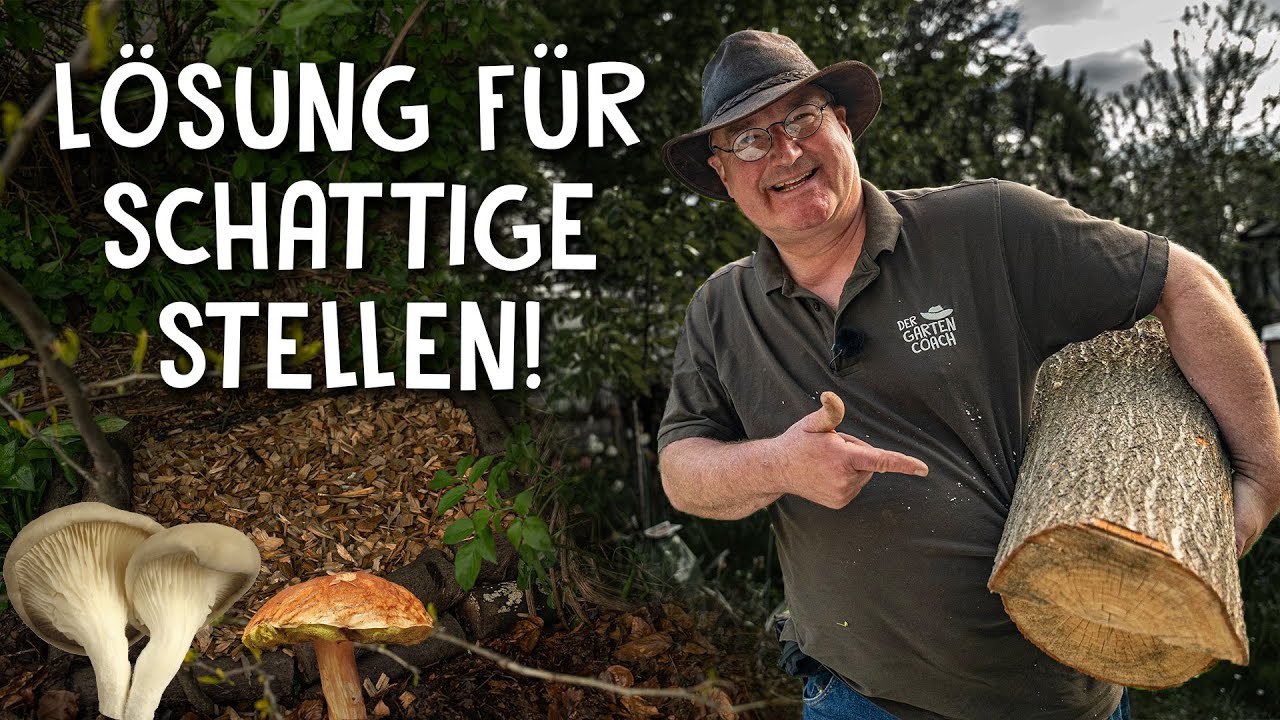 Pilze züchten im eigenen Garten! 🍄 - 3 Anbau Methoden für Kräuterseitlinge & Austernplize