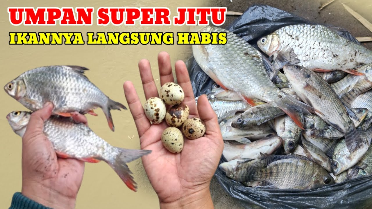 UMPAN PALING HAUP‼️BUAT MANCING DI SUNGAI & KOLAM HARIAN