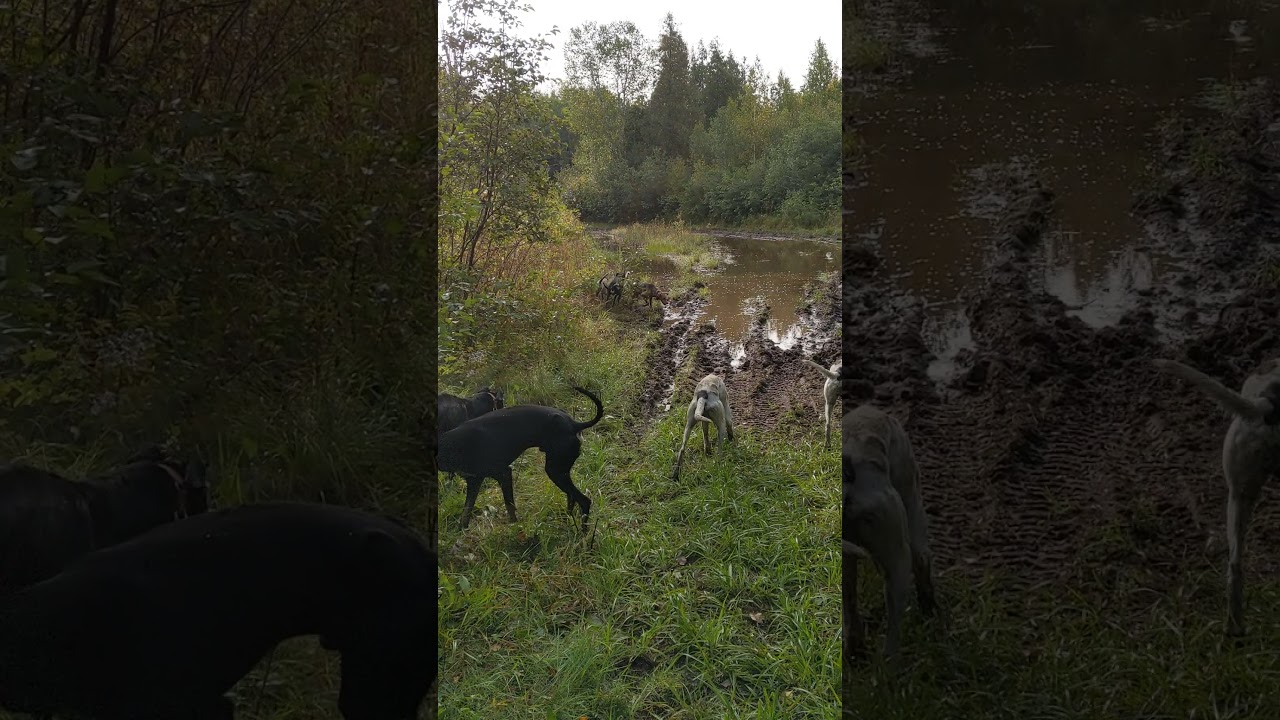 Free Running FAST Sled Dogs #Shorts