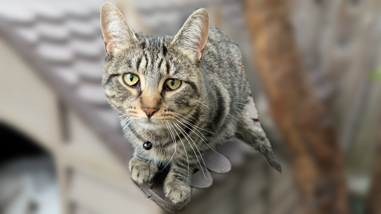  Cute Cats Heart-Melting Compilation #1 | Claw & Order