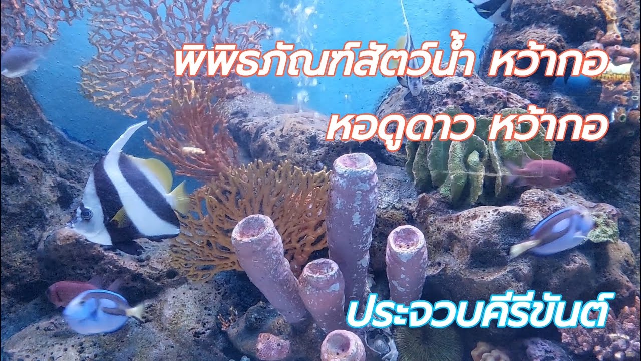 เที่ยวชม #อควาเรียม หว้ากอ #พิพิธภัณฑ์สัตว์น้ำหว้ากอ #หอดูดาวหว้ากอ #ประจวบคีรีขันธ์ #thailand 