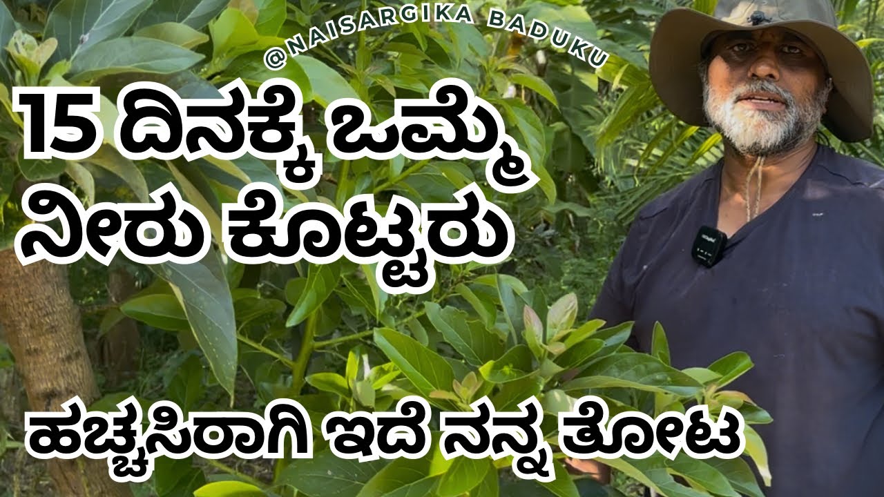 15 ದಿನಕ್ಕೆ ಒಮ್ಮೆ ನೀರು ಕೊಟ್ಟರು ಹಚ್ಚಸಿರಾಗಿ ಇದೆ ನನ್ನ ತೋಟ | Watermanagement in Farm 🇮🇳💛❤️